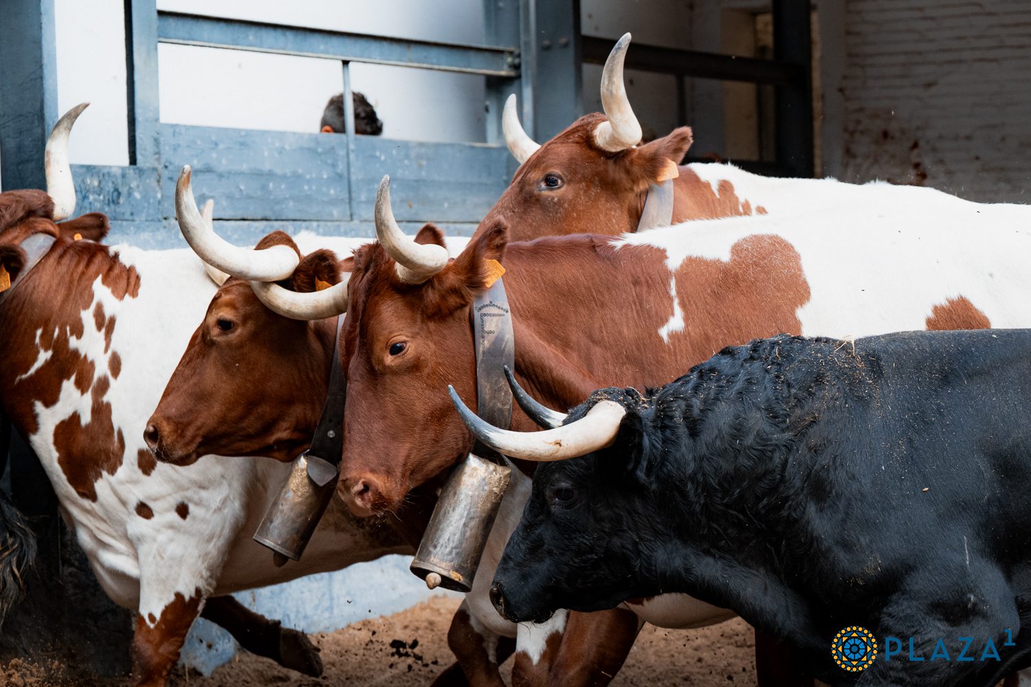 Detalles en los corrales de Las Ventas