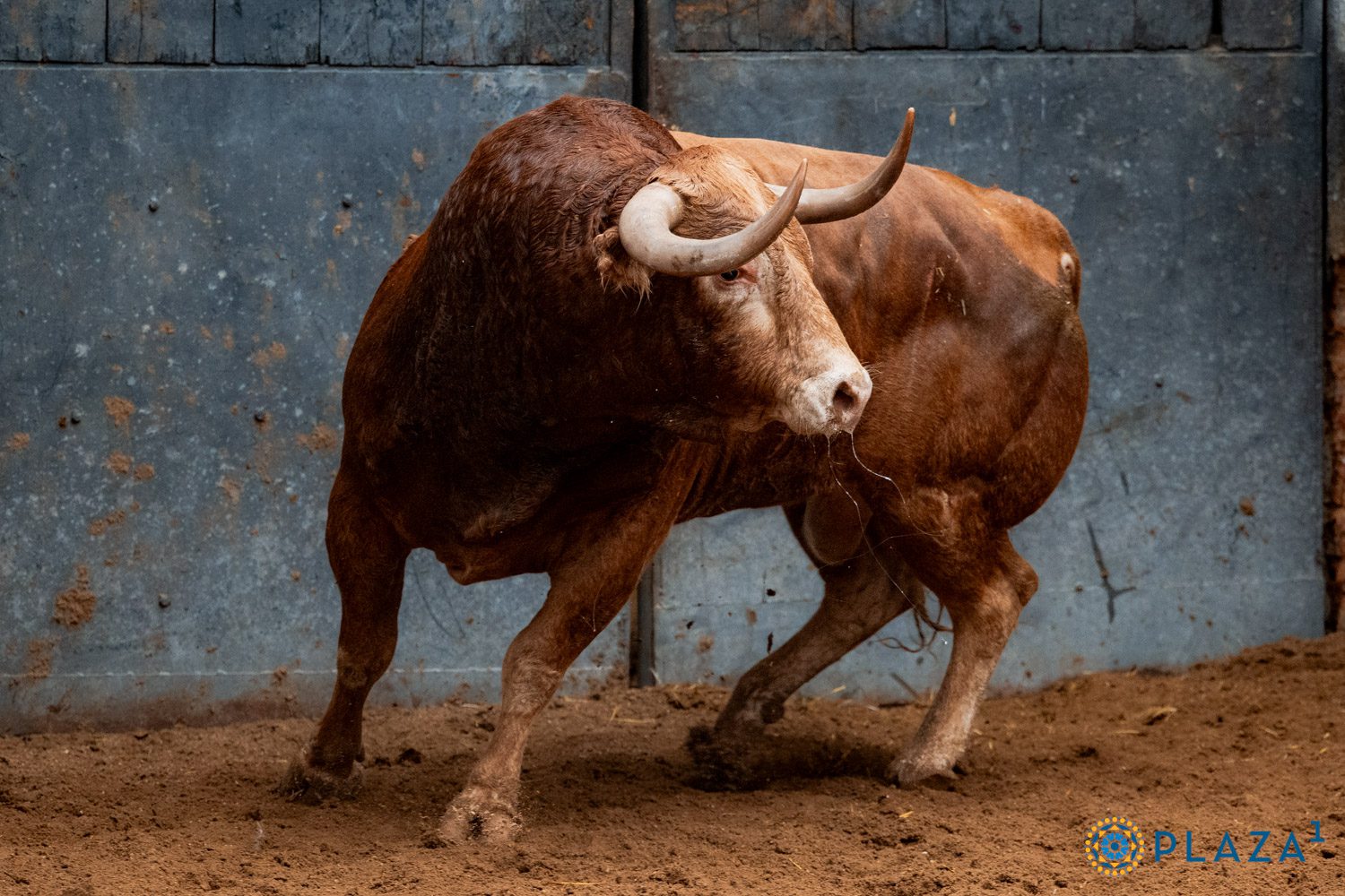 Toros de Alcurrucén en los corrales de Las Ventas