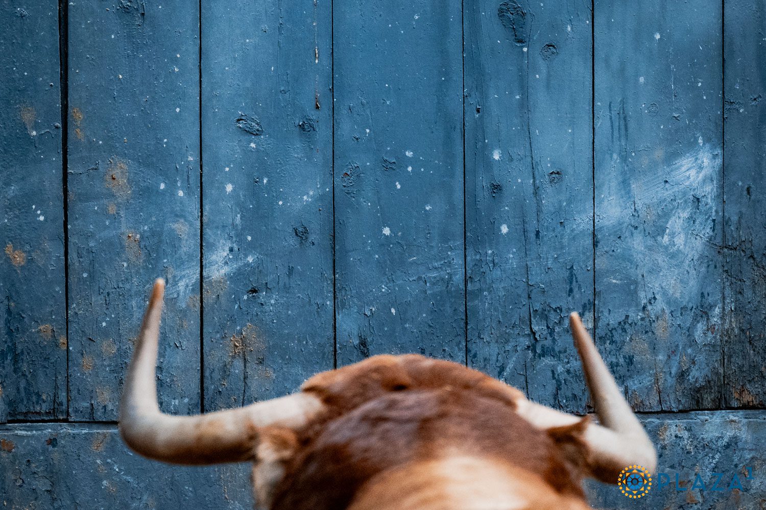 Toros de Alcurrucén en los corrales de Las Ventas
