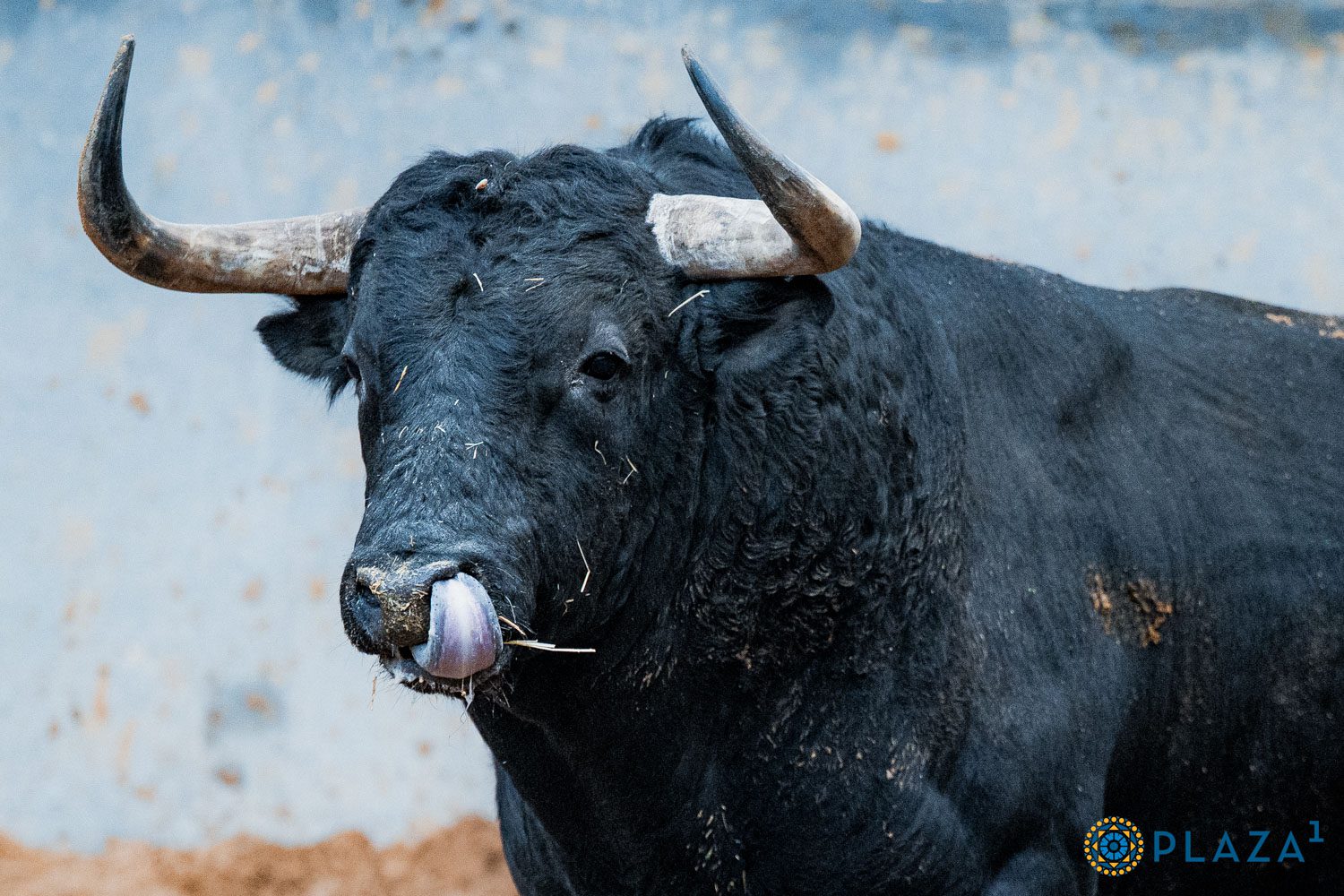'Veraniego' de Garcigrande el toro de la confirmación de Aarón Palacio en Madrid