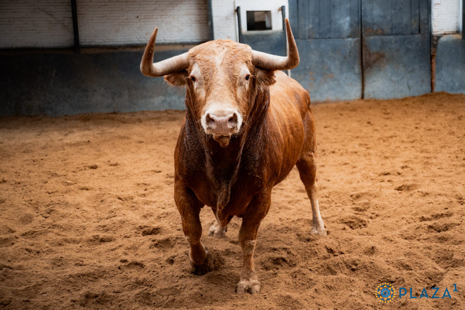 De 'Afectivo' a 'Clarinete' los seis de Alcurrucén para la primera corrida de toros de la feria de Otoño en Las Ventas