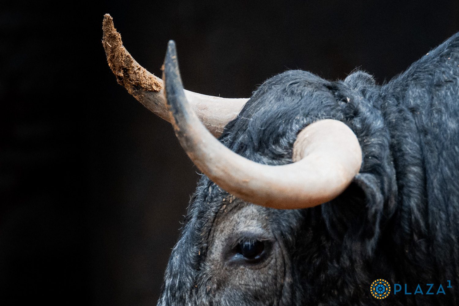 'Verdadero' abre la corrida de Victorino Martín en Las Ventas