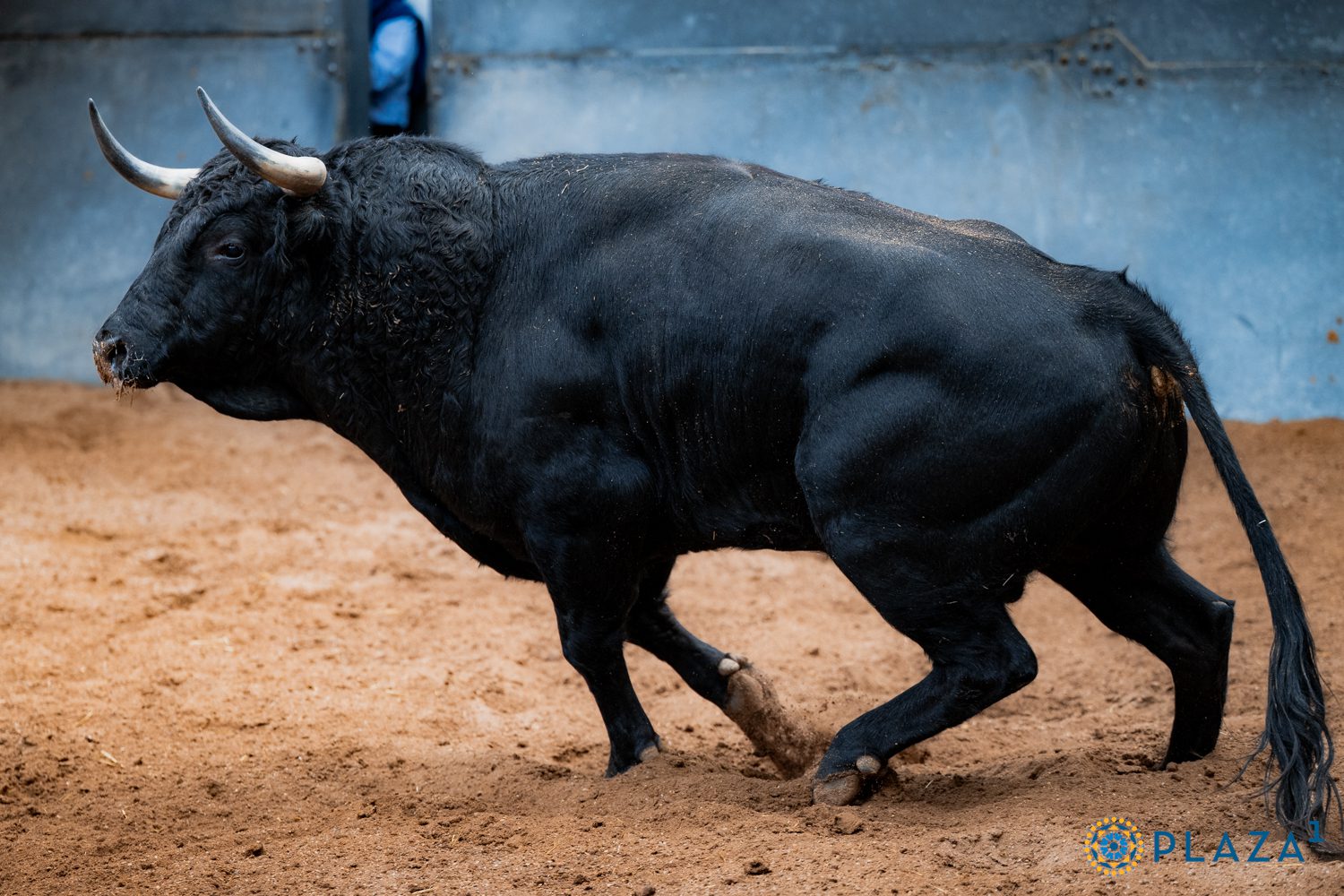 Detalles en los corrales de Las Ventas