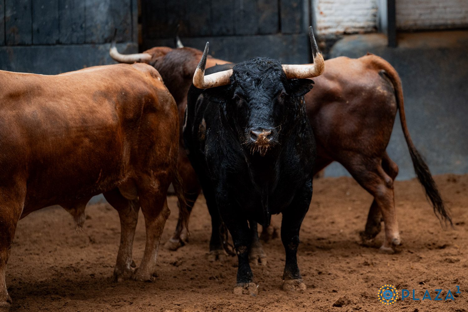 Toros de Alcurrucén en los corrales de Las Ventas