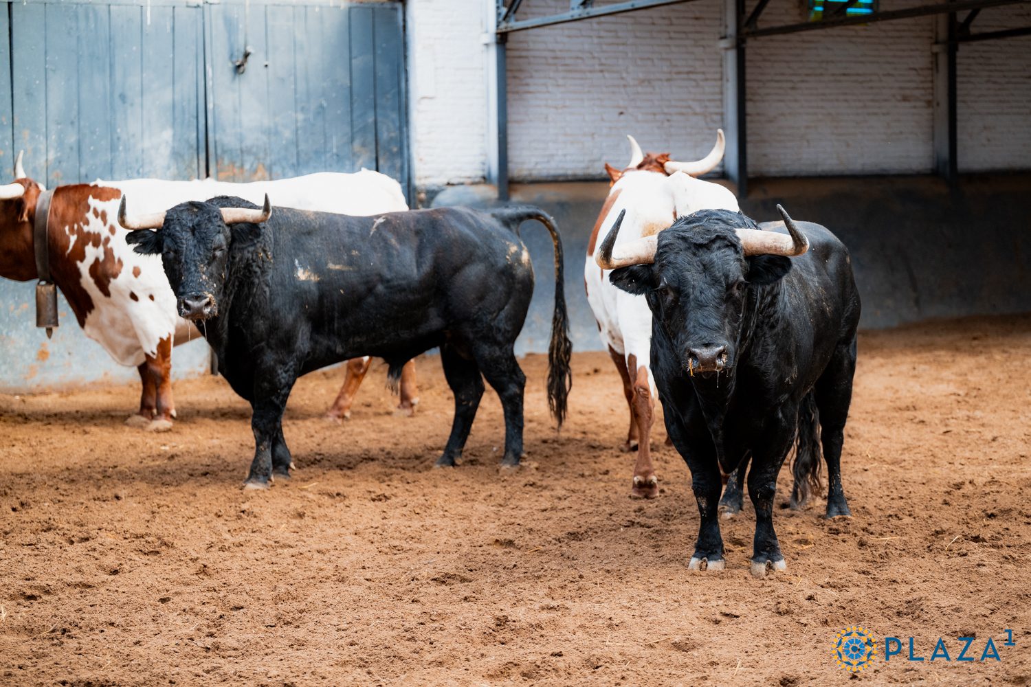 'Pampunoso' de El Retamar 'descorcha' la Feria de Otoño en Las Ventas