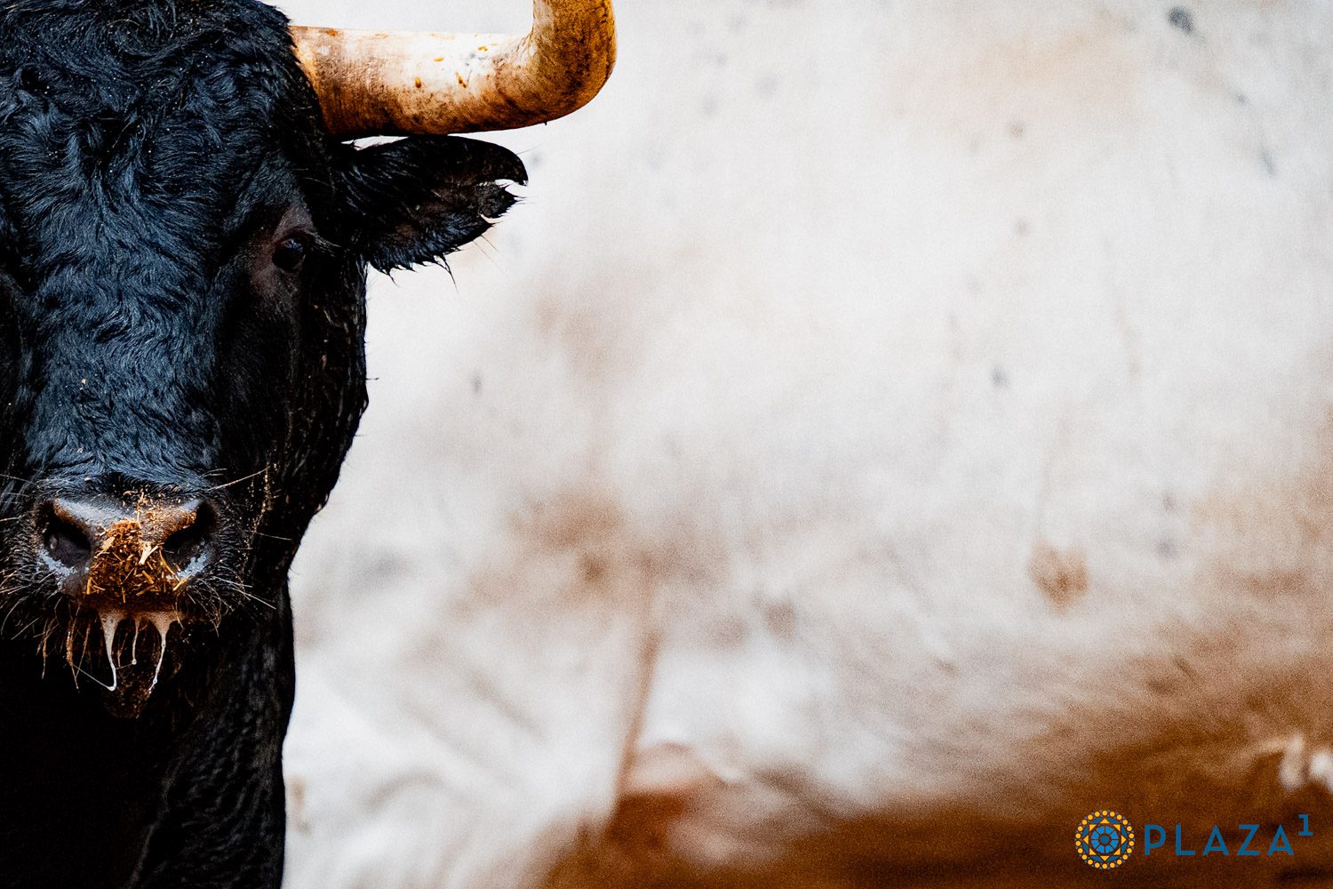 Toros de Alcurrucén en los corrales de Las Ventas
