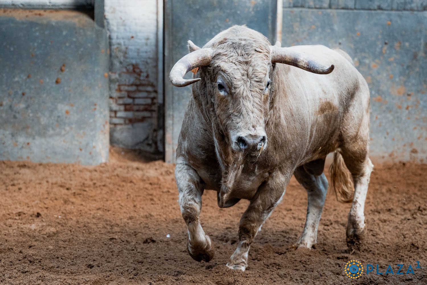 'Salvaje' de Domingo Hernández abre la encerrona de Álvaro Serrano en Las Ventas esta tarde