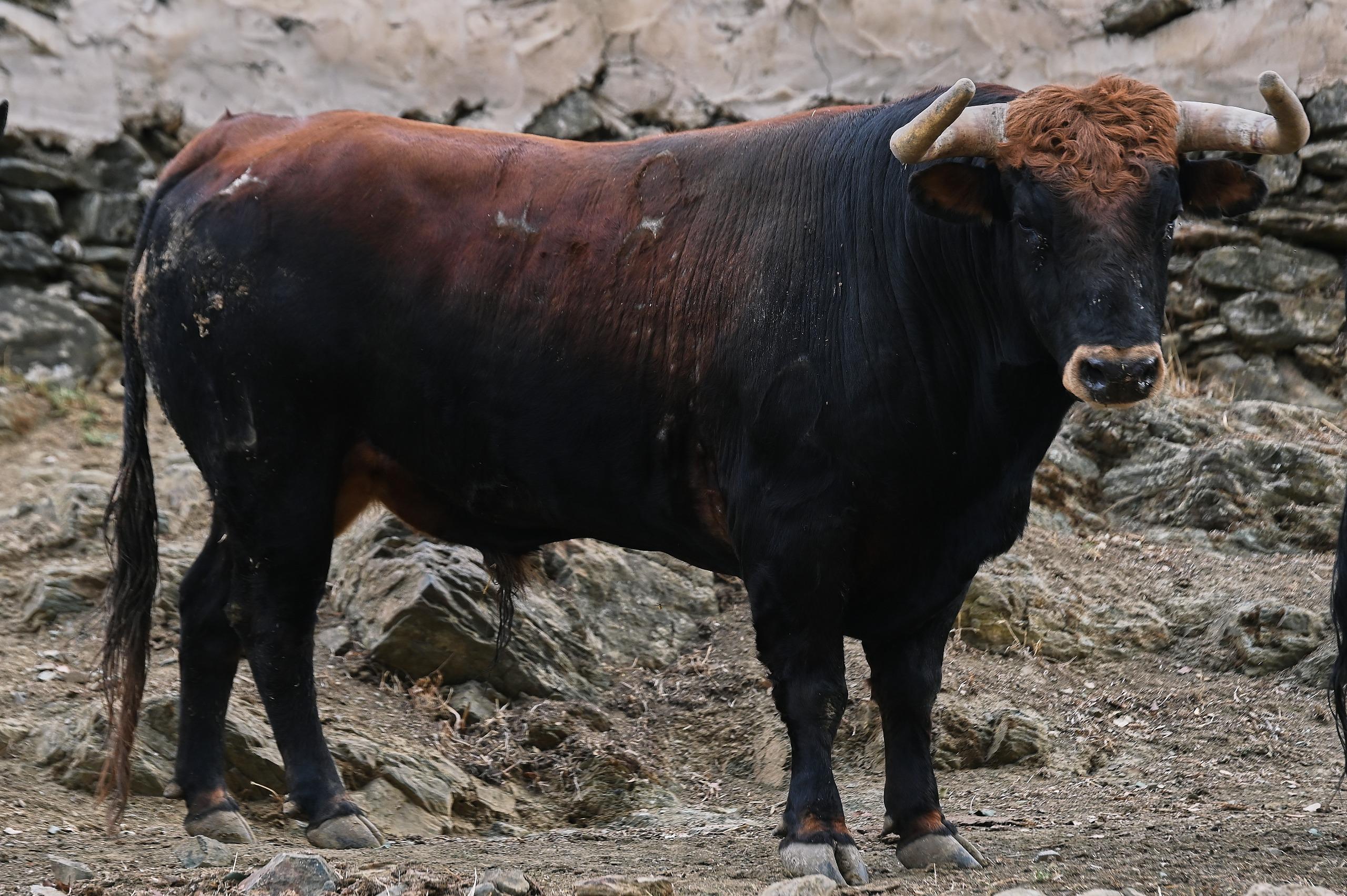 Toro de El Parralejo reseñado para Jaén