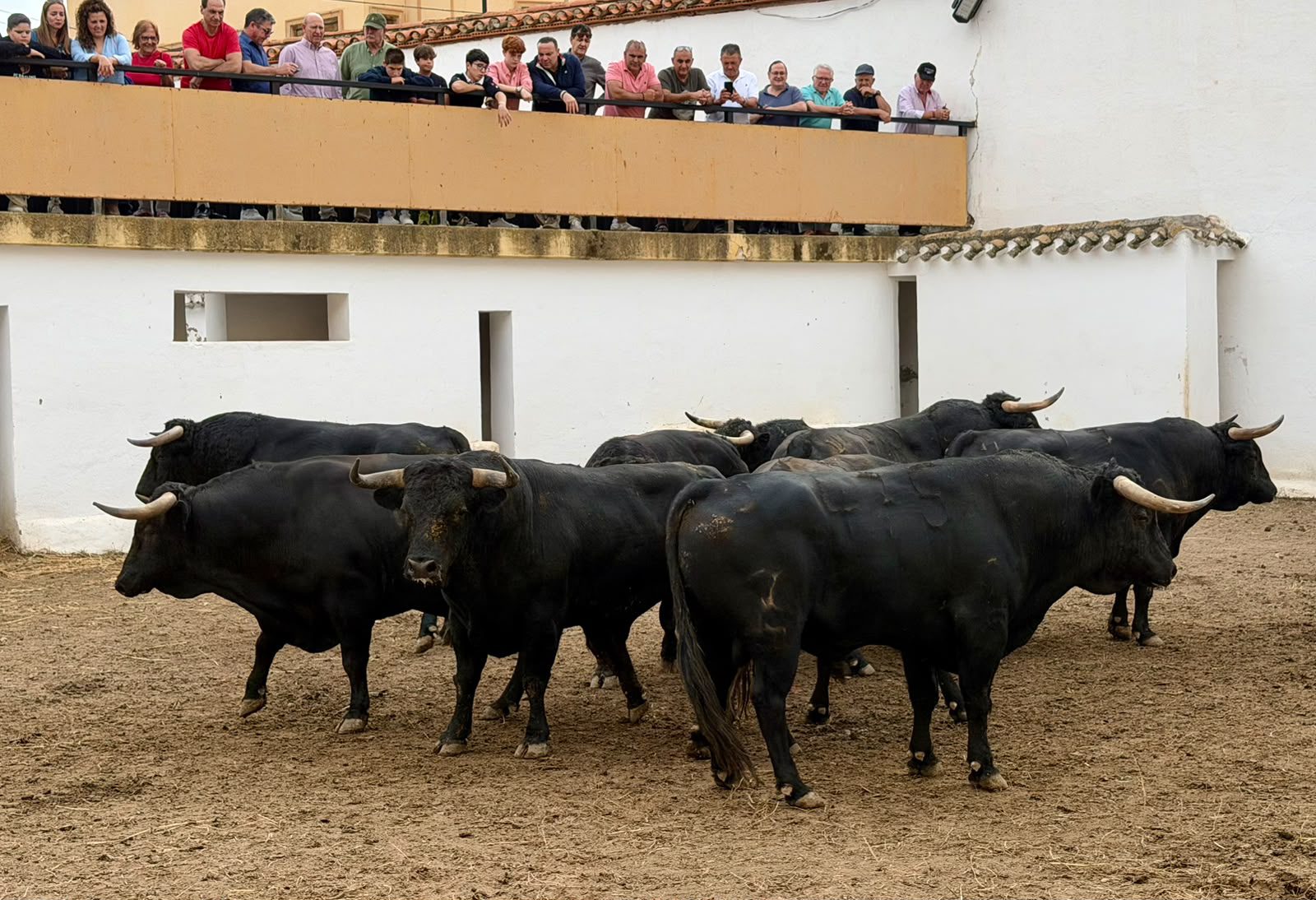 De 'Belloto' a 'Bagazo' los seis de Zalduendo para esta tarde en Hellín